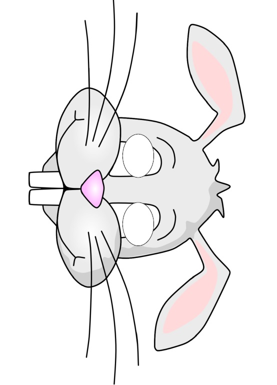 çocuklar için hazır kağıttan Tavşan maskesi şablonu